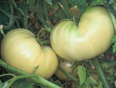 Great White Tomato Seeds - The Pepper Pantry (Formerly Marie Sharp's)